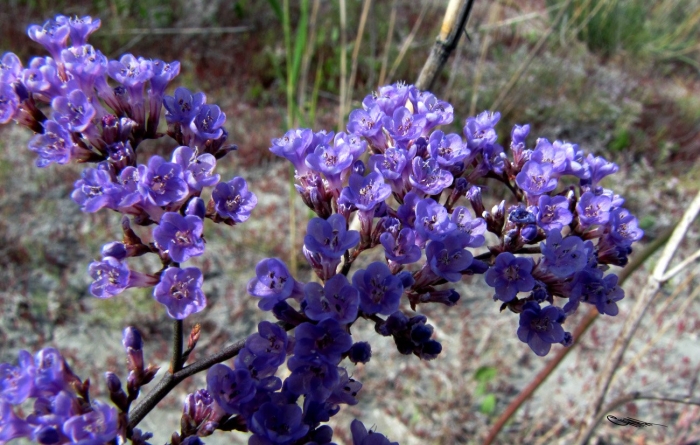 Limonium perezii
