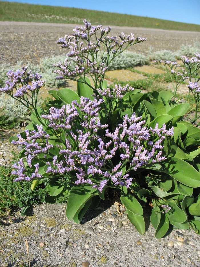 Limonium pectinatum