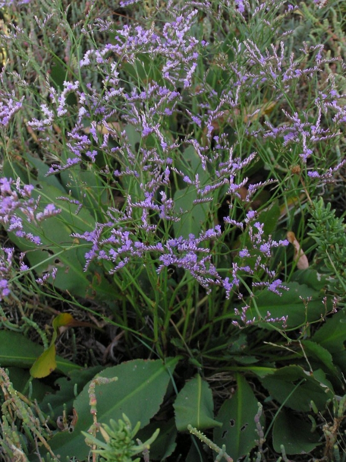 Лимониум суворова