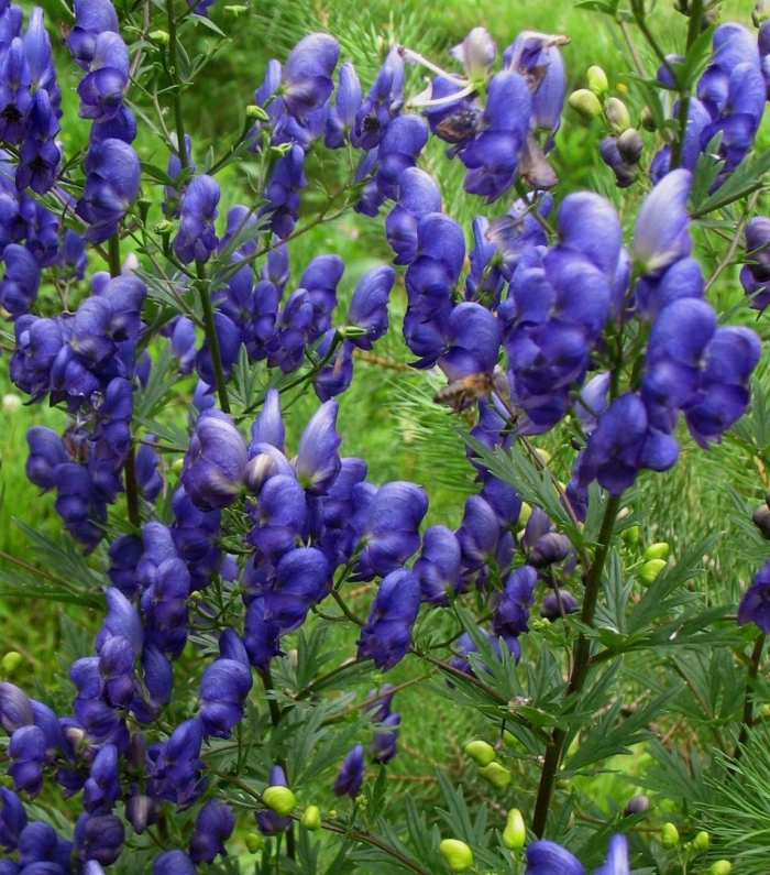 Аконит растение