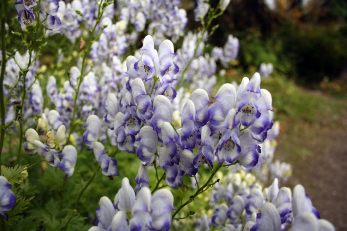 Аконит кармихеля биколор