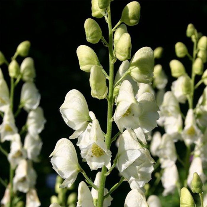 Аконит альбум