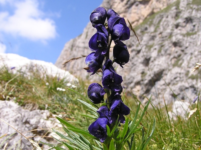 Аконит/борец клобучковый