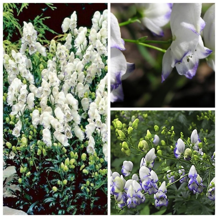 Аконит каммарум биколор