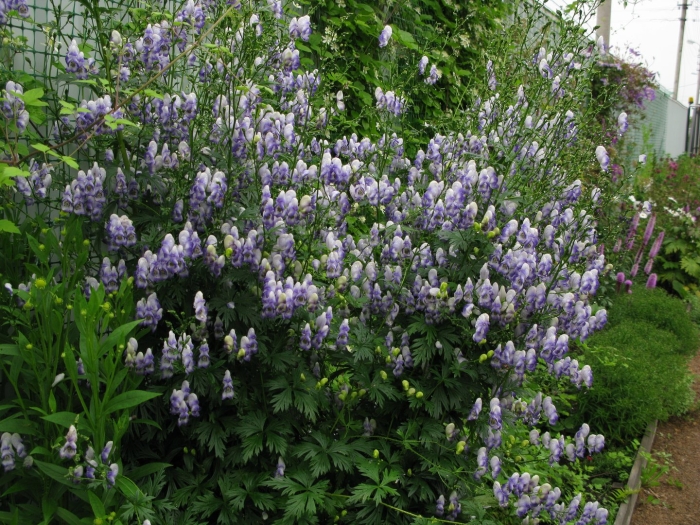 Аконит кармихеля arendsii