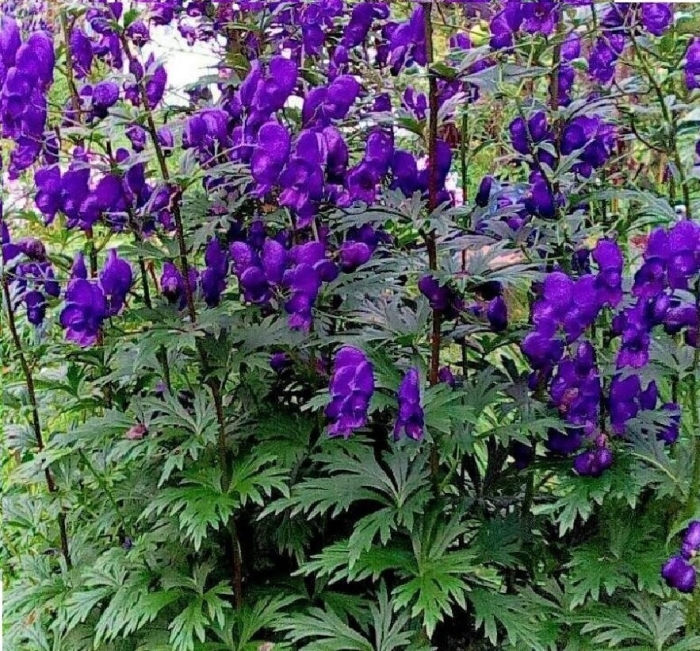 Аконит цветок многолетник