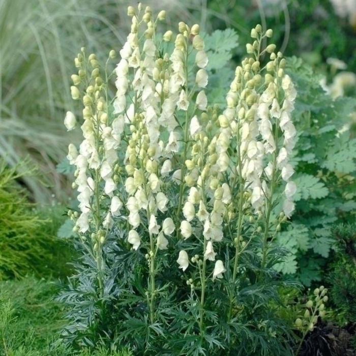 Аконит (борец клобучковый) альбум