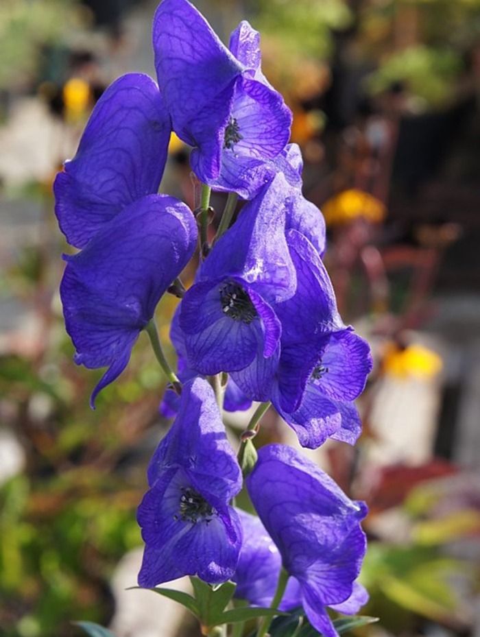Aconitum carmichaelii arendsii