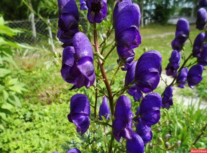 Аконит клобучковый