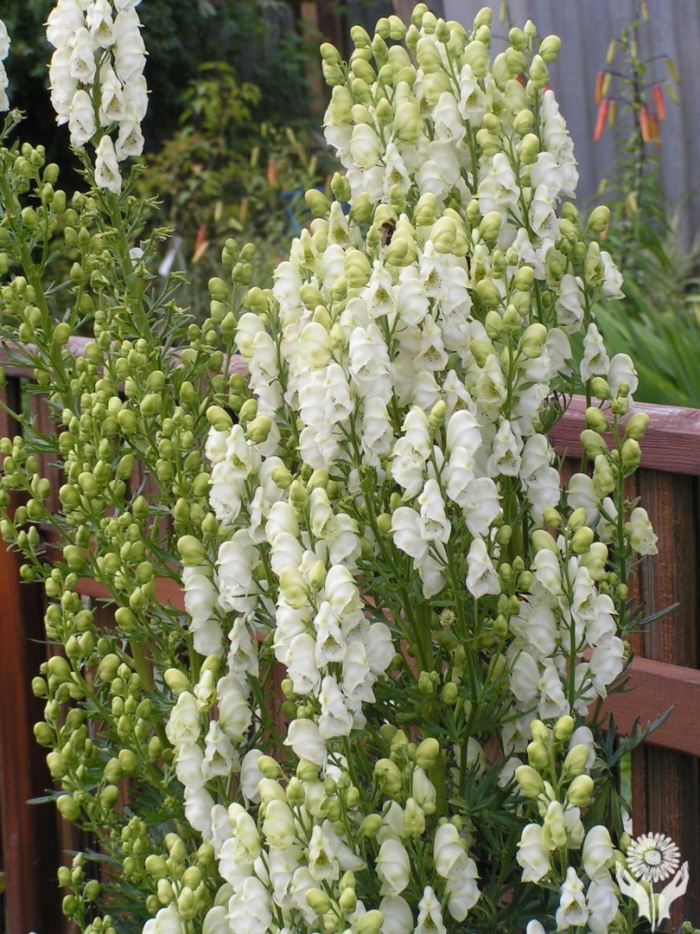 Aconitum carmichaelii