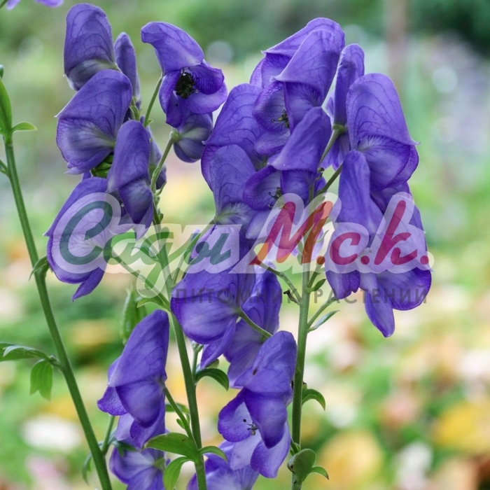 Аконит кармихеля арендси