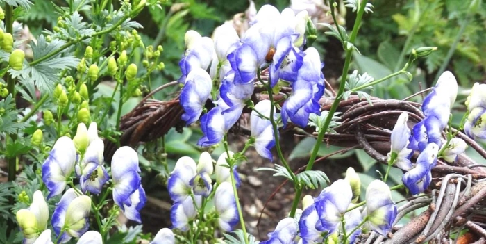 Цветок аконит