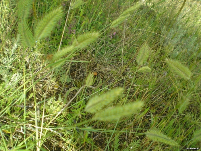 Житняк гребневидный