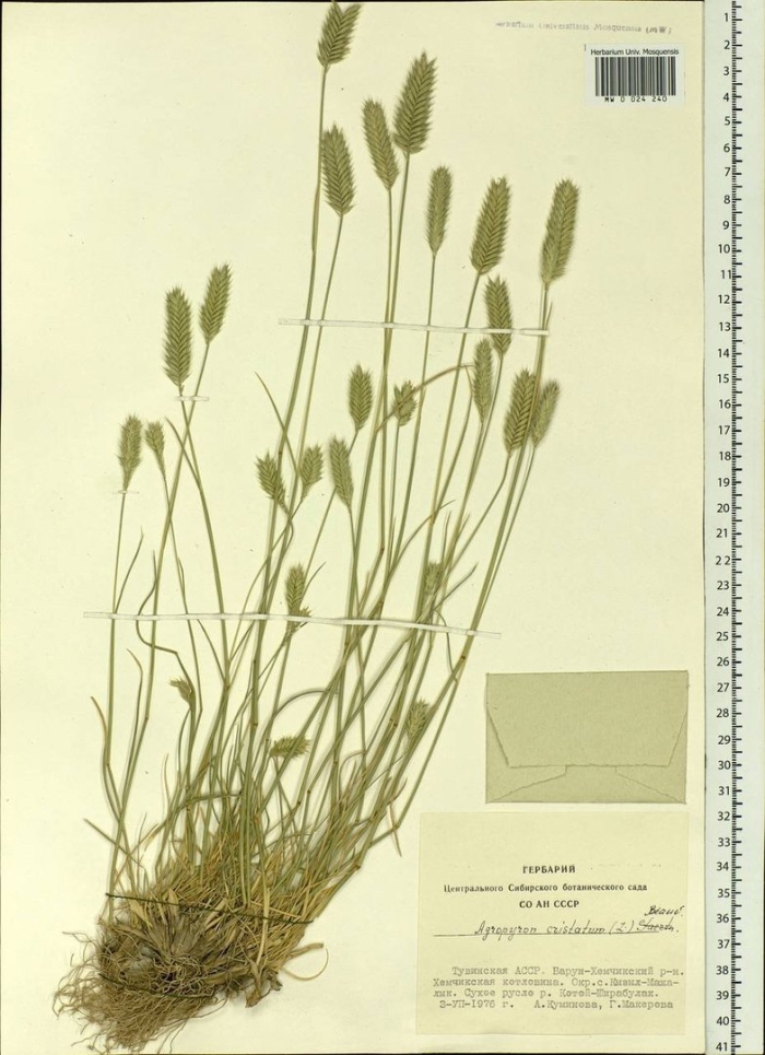 Щетинник сизый гербарий