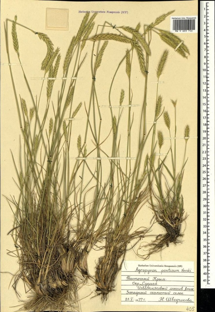 Тимофеевка степная (phleum phleoides)
