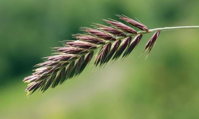 Pennisetum polystachion