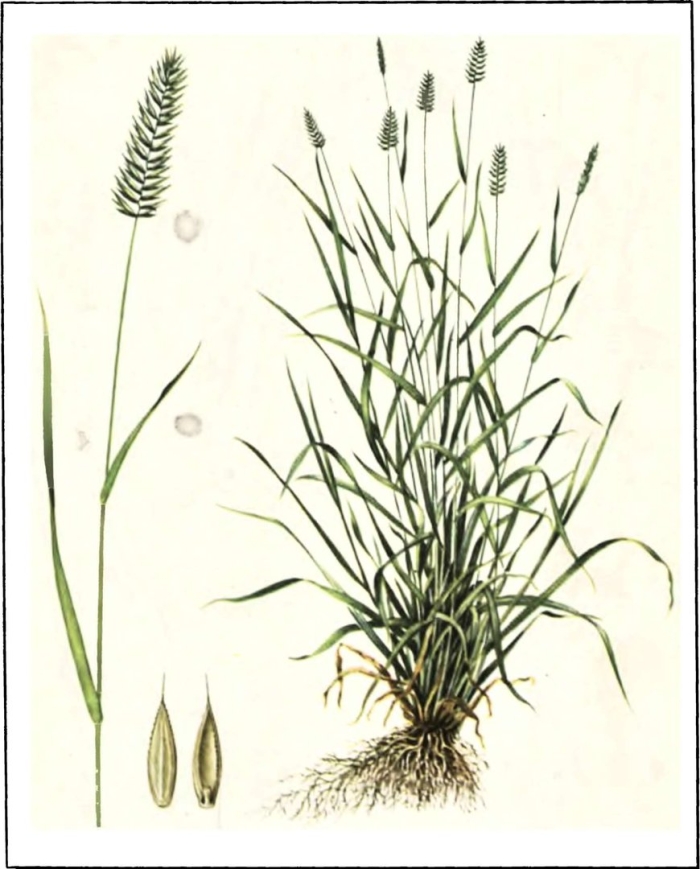 Житняк гребневидный agropyron pectinatum
