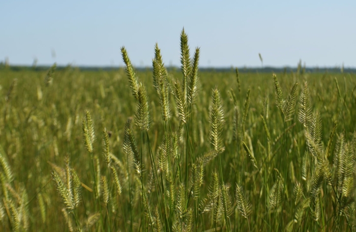 Житняк гребневидный agropyron pectinatum