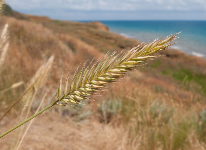 Житняк гребневидный agropyron pectinatum