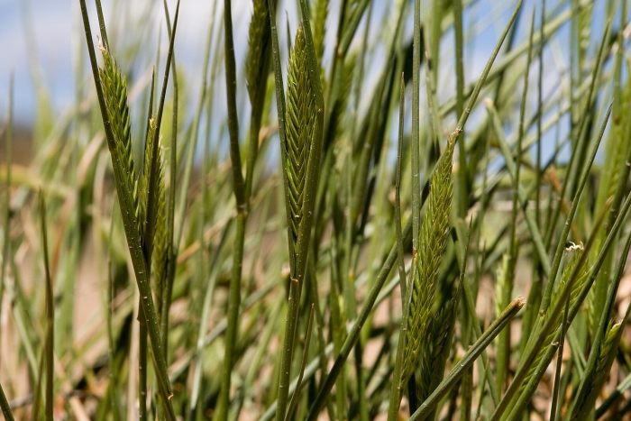 Agropyron cristatum