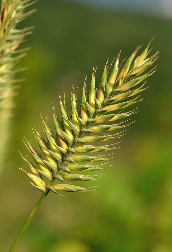 Житняк гребневидный agropyron pectinatum