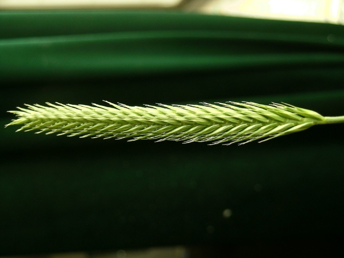 Пырей пустынный