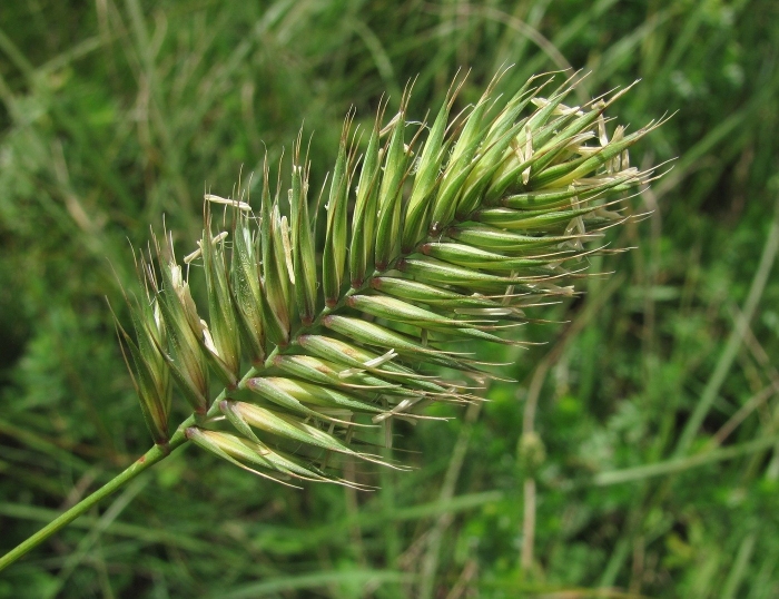 Agropyron pectiniforme