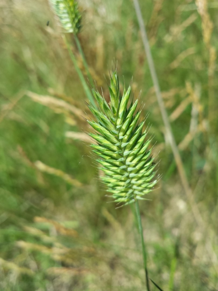 Agropyron cristatum subsp pectinatum