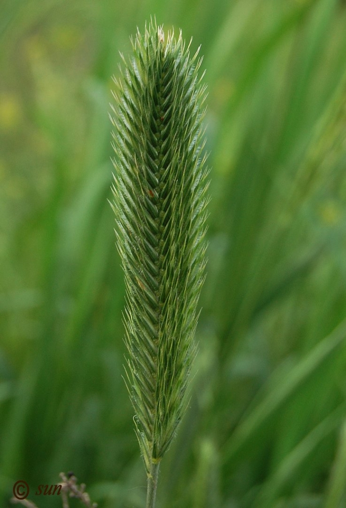 Житняк гребневидный agropyron pectinatum
