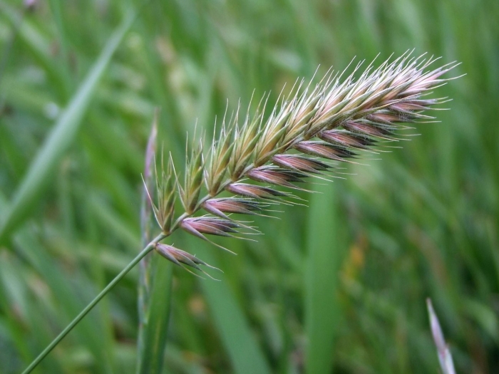 Житняк гребневидный agropyron pectinatum
