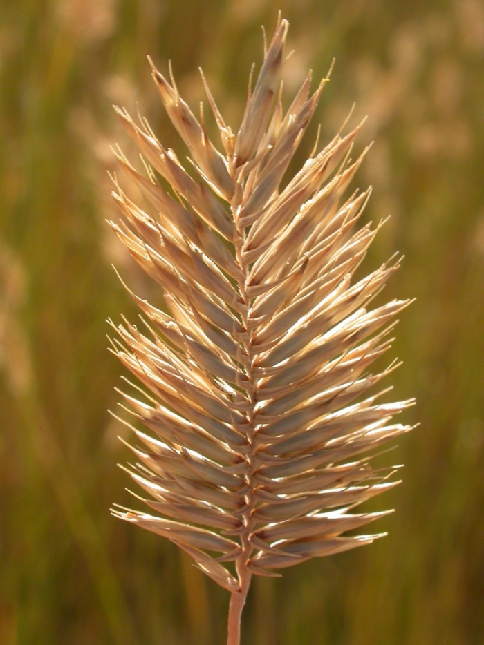 Agropyron cristatum