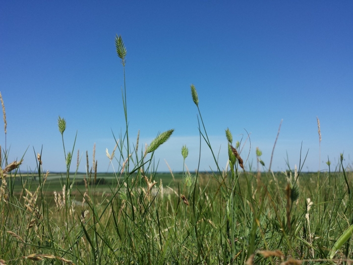 Agropyron cristatum subsp pectinatum