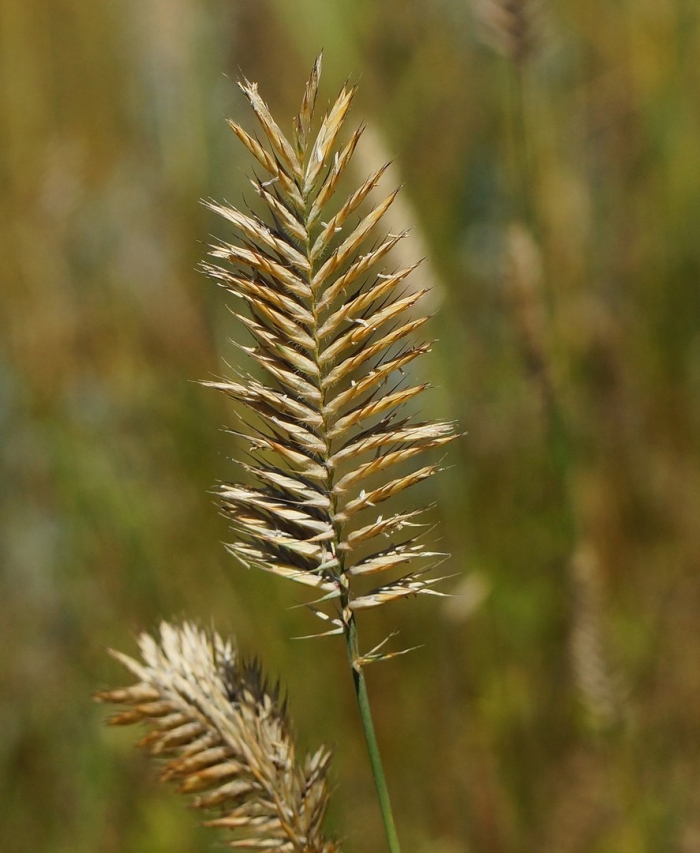 Житняк гребневидный agropyron pectinatum