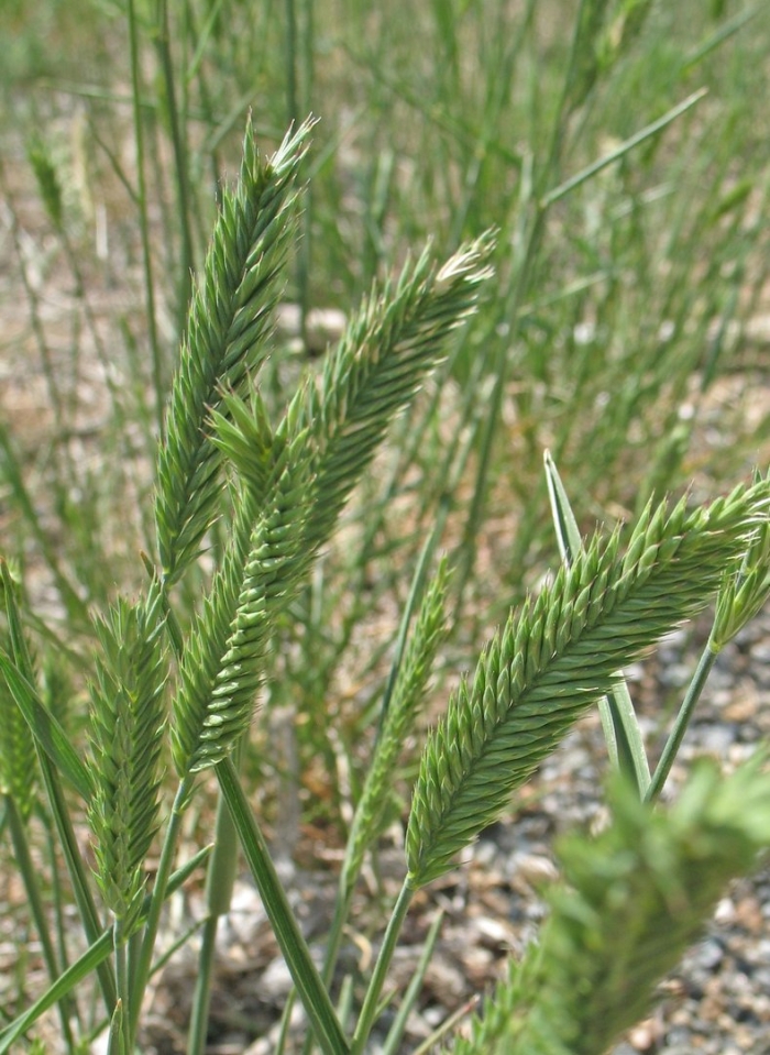 Житняк гребневидный agropyron pectinatum