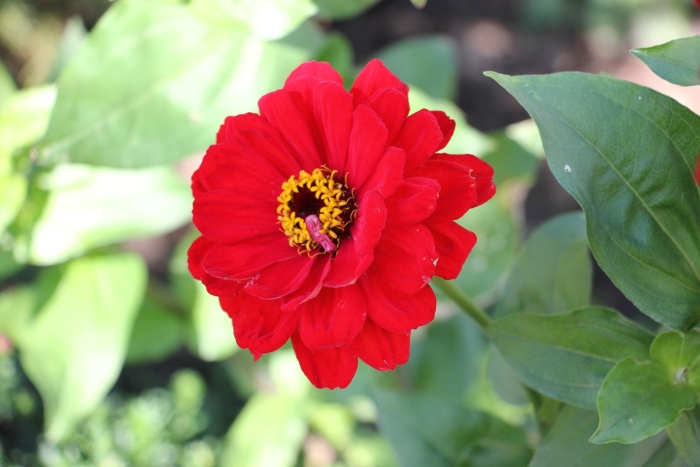 Цинния бог огня