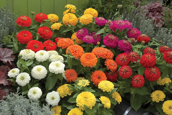 Цинии дримленд