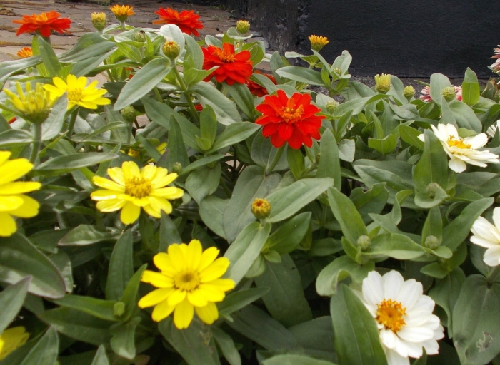 Цинния тополино смесь