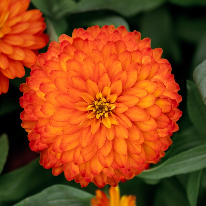 Цинния benary's giant orange