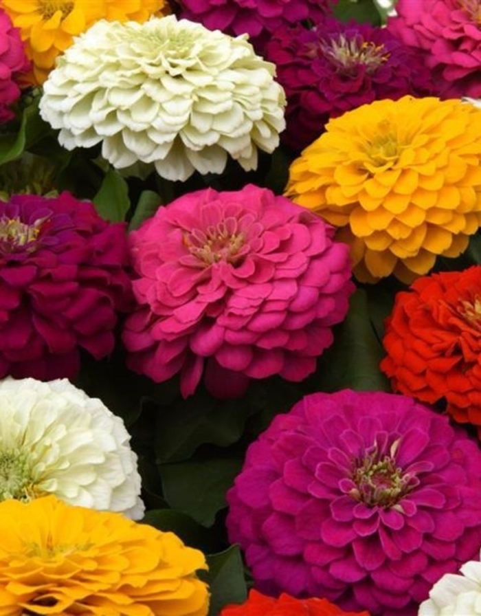 Цинния изящная смесь