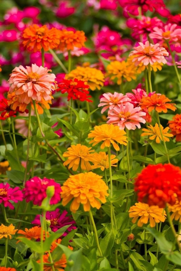 Циния фьюжн