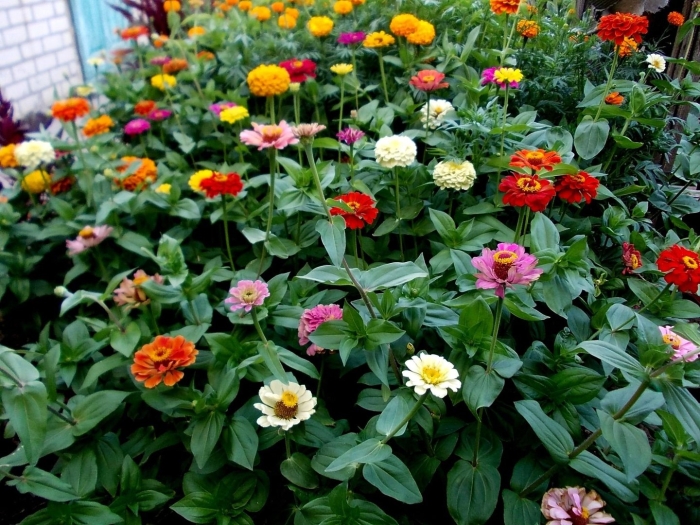 Цинния олд мехико