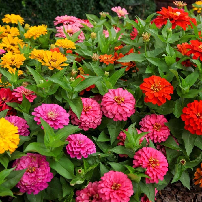 Циния мультифлора