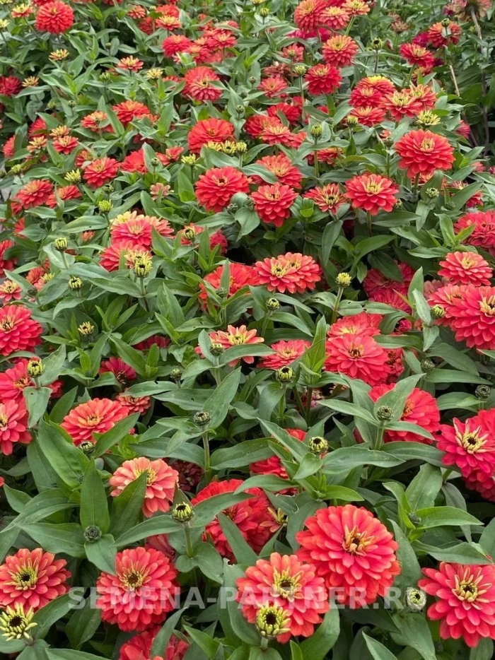 Цинии махровая захара