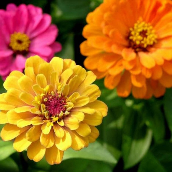 Цинния изящная (zinnia elegans)