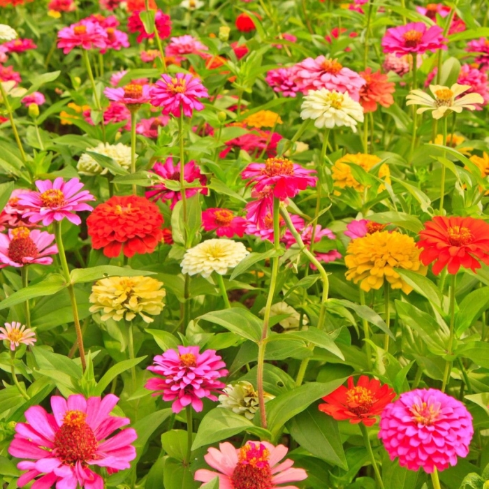 Цинния дольче вита