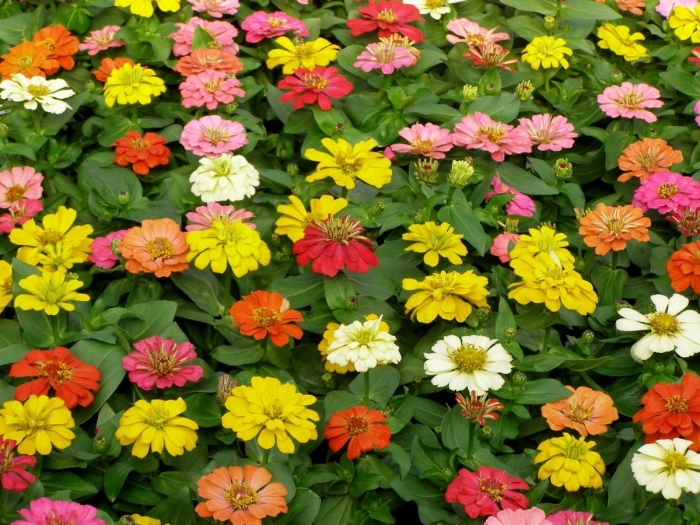 Цинния дабл захара черри