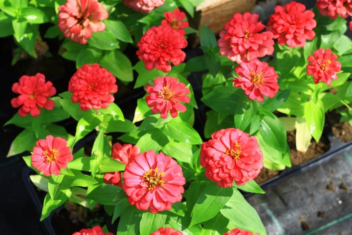 Цинния бог огня