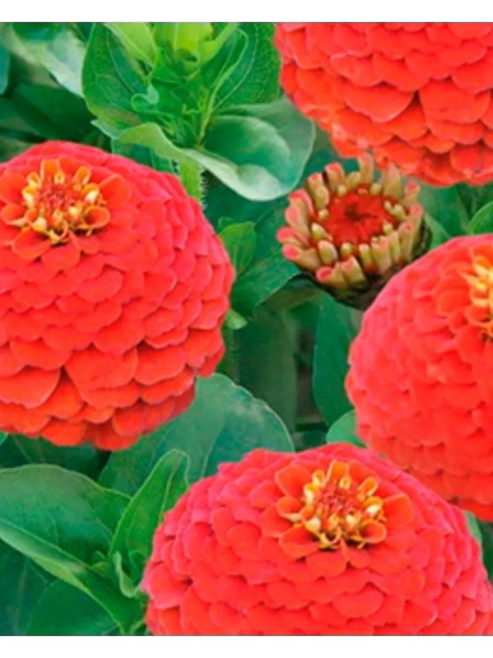 Цинния низкорослая фея