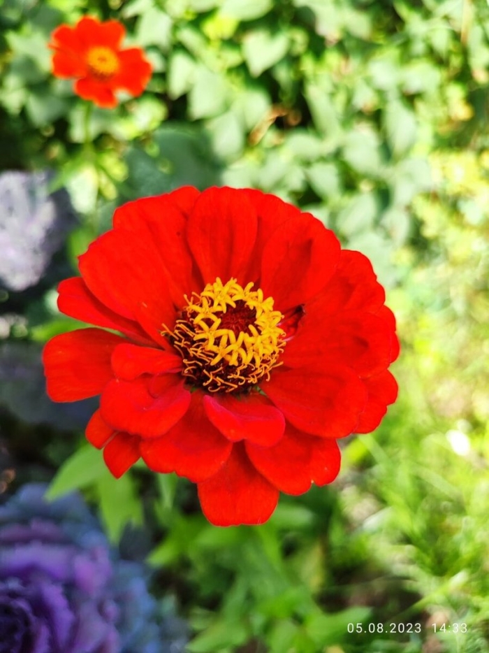 Циния махровая