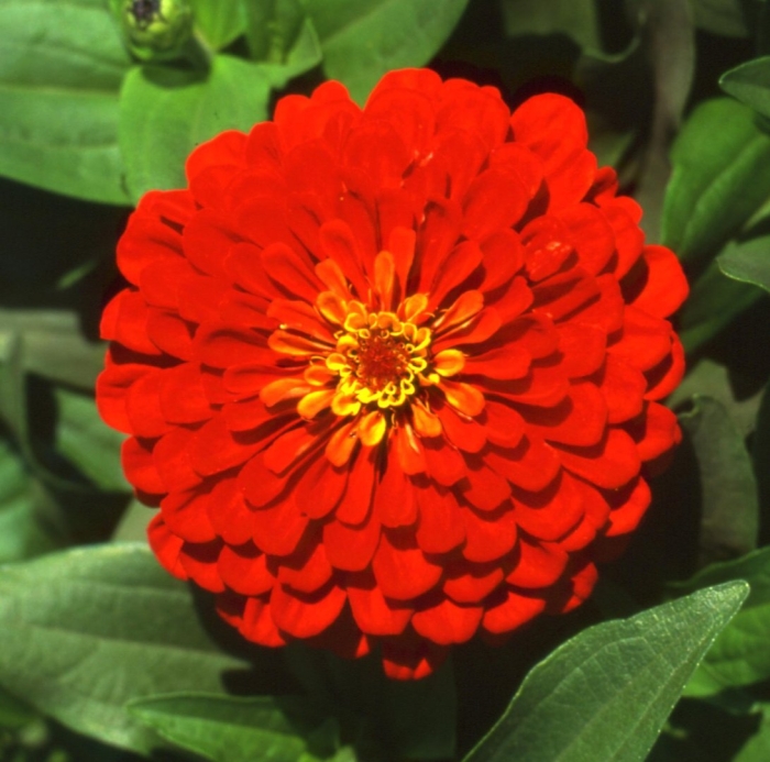 Цинния мастер скарлет